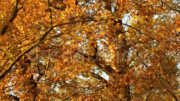 森林中的橙色秋叶视频的预览图