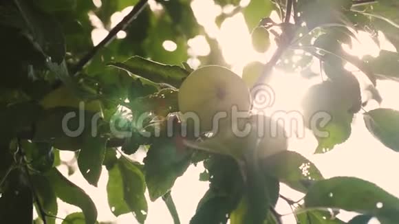 美丽的苹果在阳光下成熟在树上农业企业树枝上的绿苹果有机有机视频的预览图