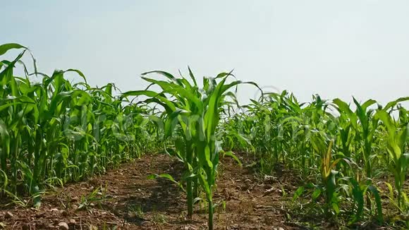 玉米栽培视频的预览图