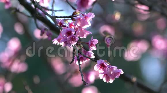 春天盛开的粉红色花朵视频的预览图