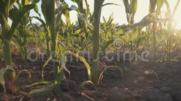 日落时美丽的玉米地视频的预览图