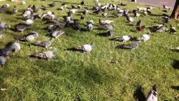 鸟鸽和平动物视频的预览图
