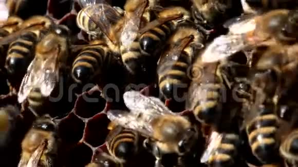 蜂窝上的蜜蜂视频的预览图