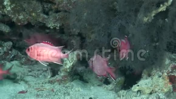 马尔代夫海中海底五颜六色珊瑚的红鱼群视频的预览图