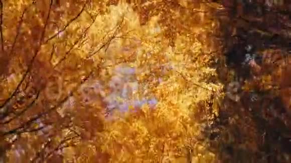 天空穿过秋天的森林视频的预览图
