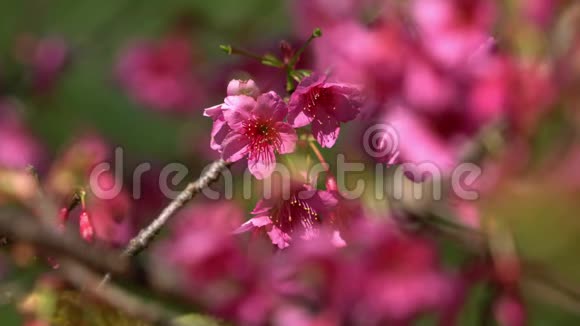春天的花园里有粉红色的花树视频的预览图