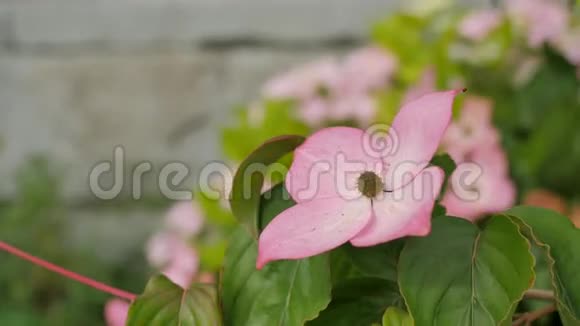 年轻不成熟的向日葵相机围绕花的运动允许从四面八方剃刀视频的预览图