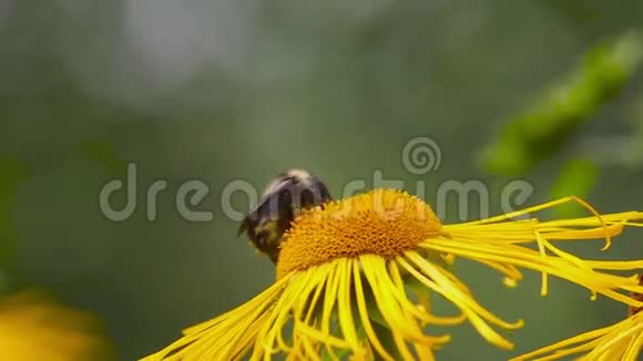 大黄蜂在一朵花上视频的预览图