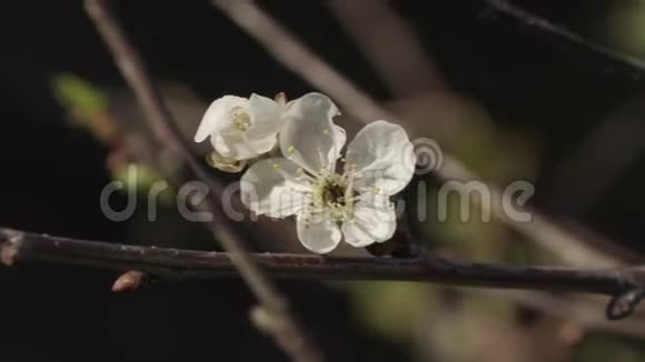 花园里美丽的春花特写视频的预览图