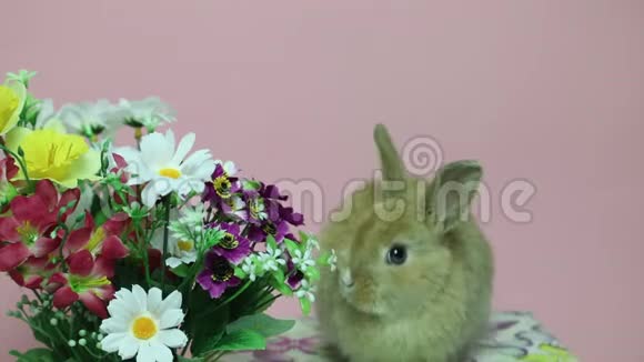 兔子在花上视频的预览图