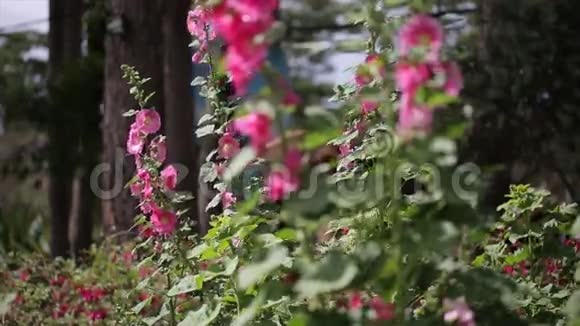 越南拉姆省达拉特市粉红霍霍克花视频的预览图