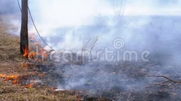 森林里的火燃烧着干草树木灌木丛和带烟的干草堆慢动作视频的预览图
