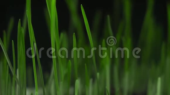 黑色背景上的绿草视频的预览图
