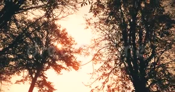 森林树木在天空日落时剪影在自然背景下太阳耀斑光线在森林中飞舞概念视频的预览图