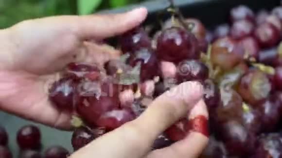 葡萄水果家庭葡萄酒加工彻底粉碎水果与年轻女性徒手视频的预览图