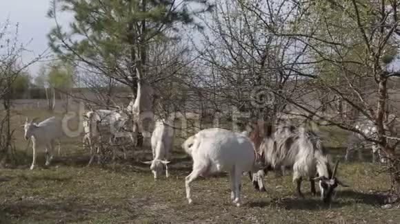 在田里放牧的家养山羊群视频的预览图