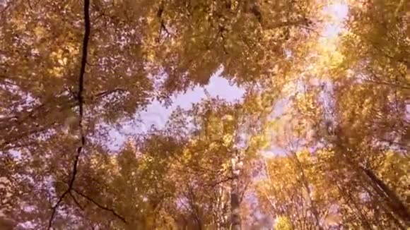天空穿过秋天的森林视频的预览图