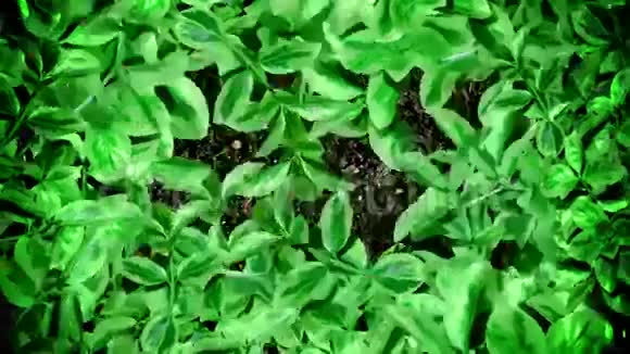 在无缝环中绿色叶在地面土壤上以停止运动方式运动视频的预览图