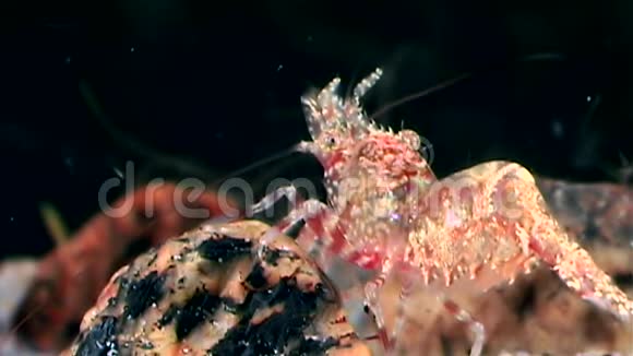 玻璃红虾掩映在白海海底寻找食物视频的预览图