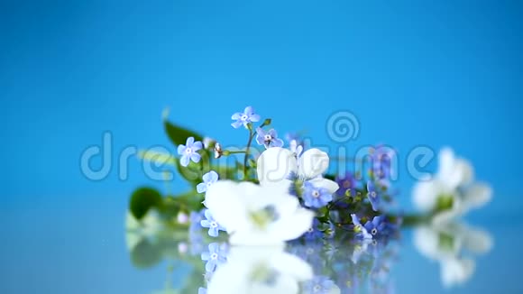 春天的小白蓝花被隔离在蓝色上视频的预览图