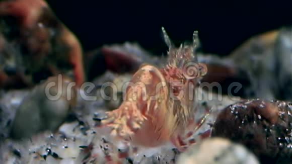 玻璃红虾掩映在白海海底寻找食物视频的预览图