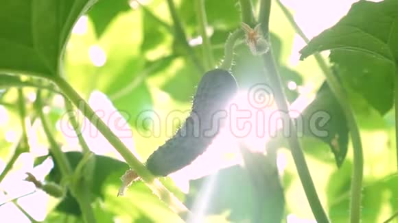 黄瓜生长在阳光下的灌木上新鲜黄瓜生长在开阔的田野上黄瓜种植园种植黄瓜视频的预览图
