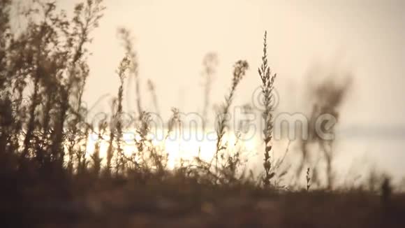 湖面上美丽的日出和阳光视频的预览图
