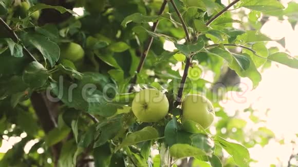 苹果在树上树枝上的绿苹果美丽的苹果成熟在树上农业企业有机水果视频的预览图