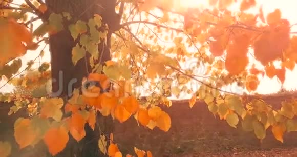 天空中夕阳西下的森林树木剪影和太阳耀斑视频的预览图
