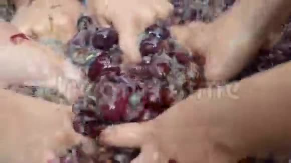 葡萄水果家庭葡萄酒加工彻底粉碎水果与许多年轻女性徒手视频的预览图