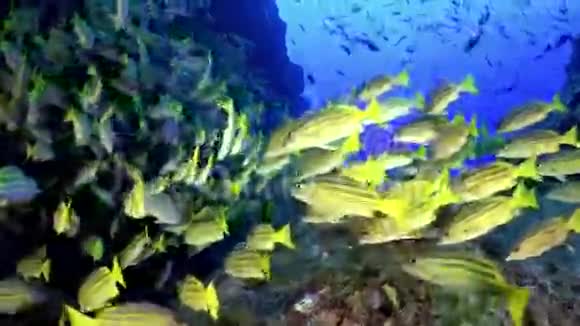 黄色学校山羊鱼游过岩石礁视频的预览图