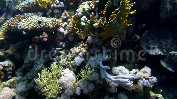 一名潜水员在埃及红海里探索一个色彩斑斓的暗礁视频的预览图