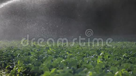 灌溉蔬菜种植洒水车灌溉蔬菜作物视频的预览图