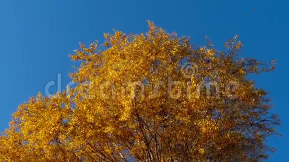 秋天的树天空上有黄叶视频的预览图