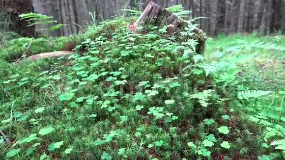 在苏格兰高地的森林中射杀的滑鼠视频的预览图