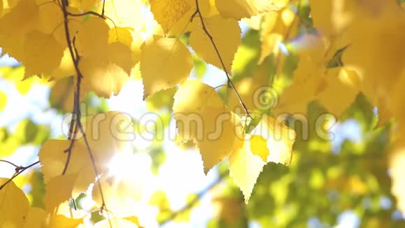 黄桦树的叶子视频的预览图