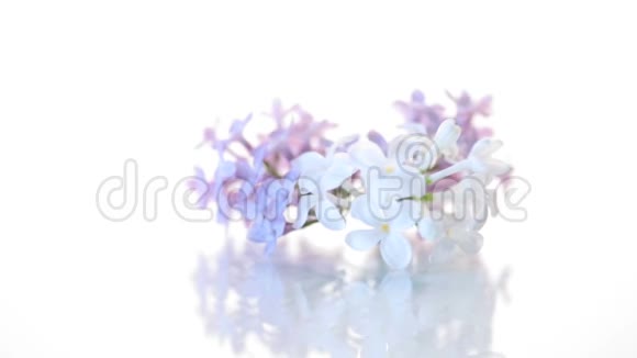 春天盛开的紫薇花束隔离在白色上视频的预览图