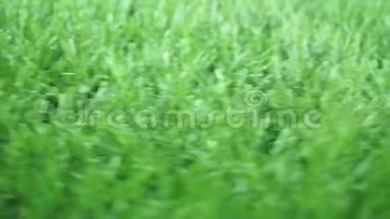 绿草纹理背景俯视图视频的预览图