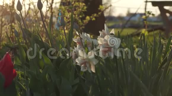 花园里美丽的春花特写视频的预览图