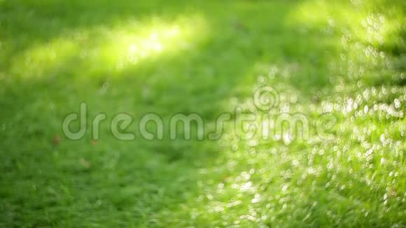 夏天公园里的青草自然背景纹理视频的预览图