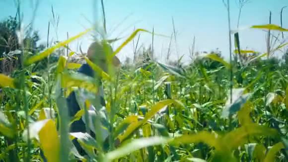 玉米地里的农夫撕裂玉米一个戴草帽的老人走在玉米地里检查未来的收成视频的预览图