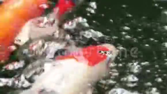 品种观赏锦鲤鱼游视频的预览图