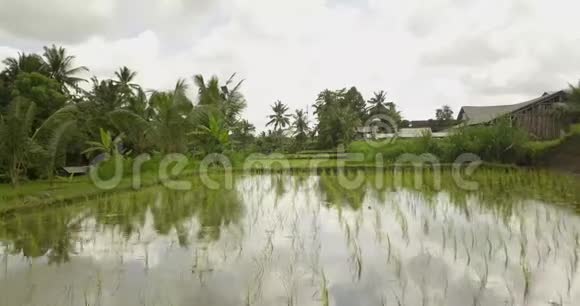 美丽的水稻梯田乌布达印度尼西亚视频的预览图
