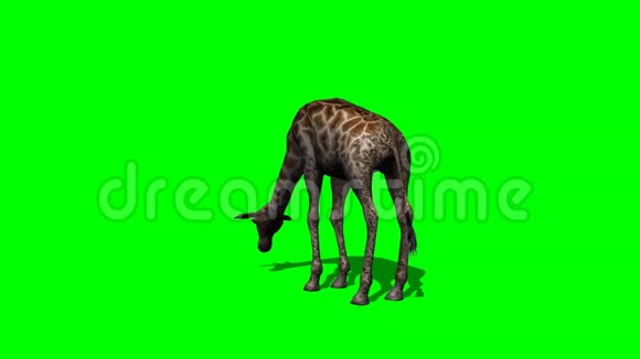 长颈鹿用阴影绿色屏幕放牧视频的预览图