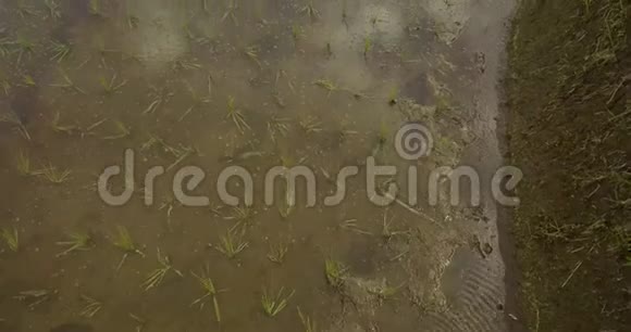 美丽的水稻梯田乌布达印度尼西亚视频的预览图