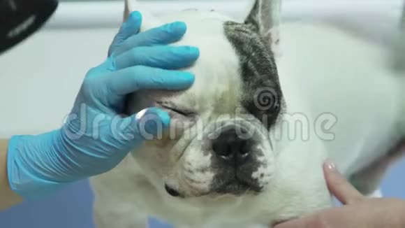 兽医眼科医生检查狗的眼睛视频的预览图