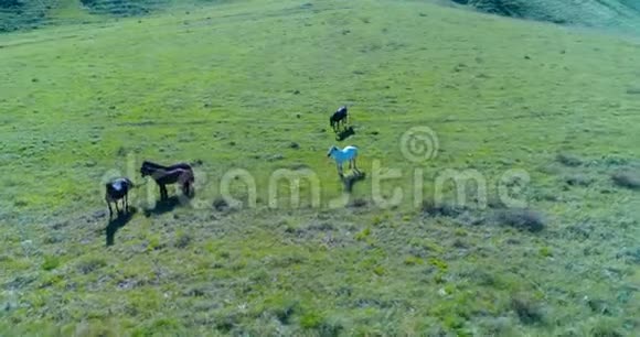 低空轨道飞行飞越野生马群完美的绿色田园视频的预览图