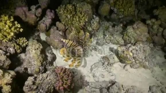在红海的暗礁上蝎子视频的预览图