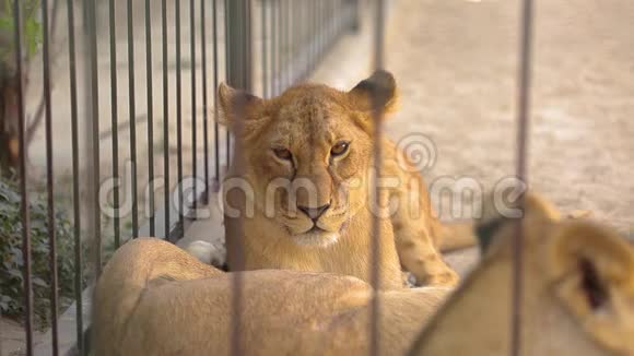 笼子里的狮子这只母狮子正在动物园里休息一群狮子在动物园里休息视频的预览图