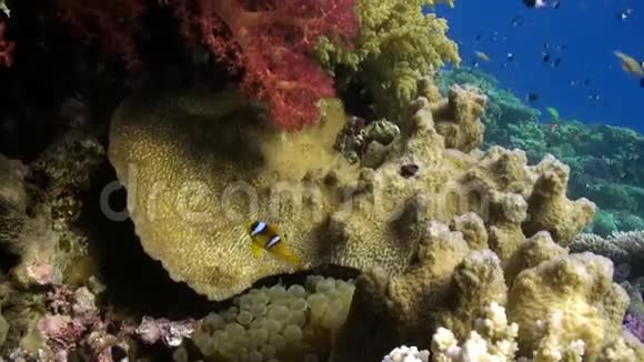 红海海底的鱼视频的预览图